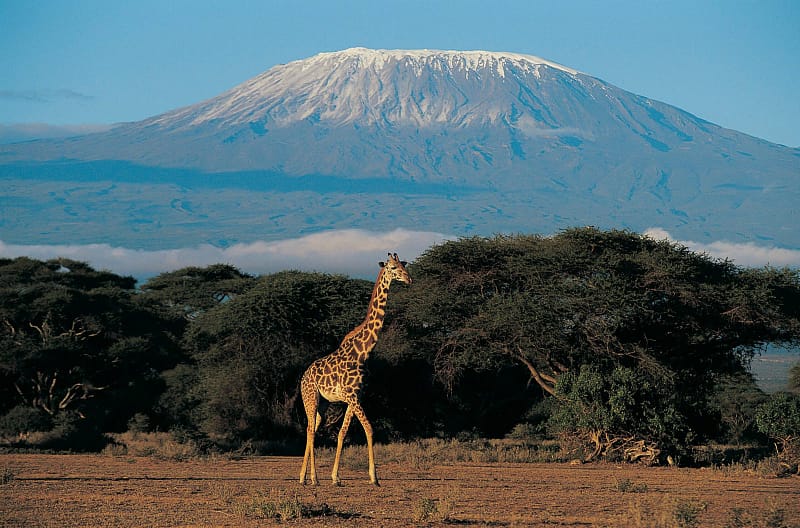 Giraffe walking across acacia savanna with snow-capped Mount Kilimanjaro in the background, Tanzania.
